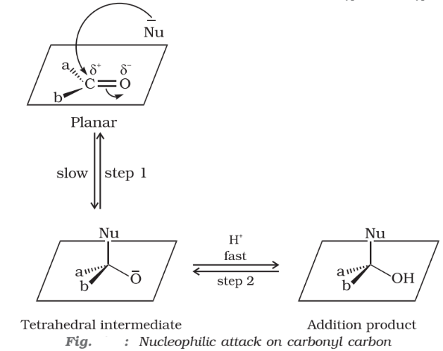 Nucleophilic attack on carbonyl carbon