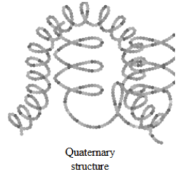 Quaternary structure