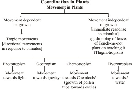 COORDINATION IN PLANTS