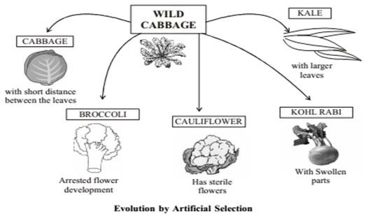 Evolution by Artificial Selection