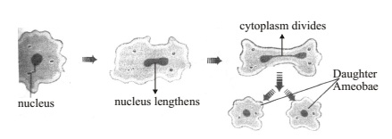 FISSION