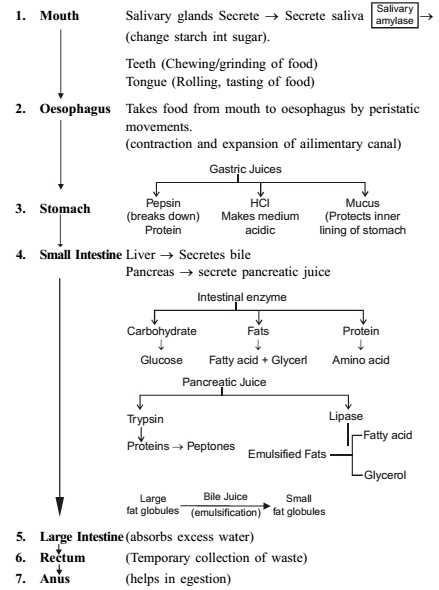 Human Digestive system