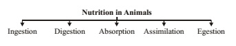 Nutrition in Animal