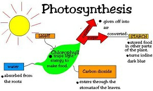 Photosynthesis in plants