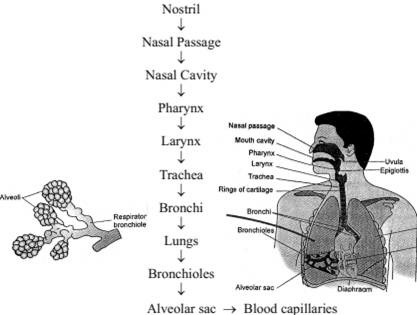 Flow Chart Of Respiration In Humans