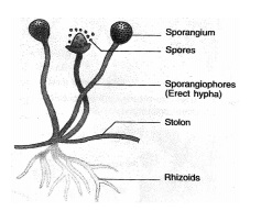 SPORE FORMATION 