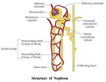 Structure of Nephron