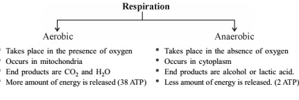 Tyoes of Respiration