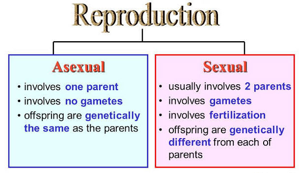 TYPE OF REPRODUCTION